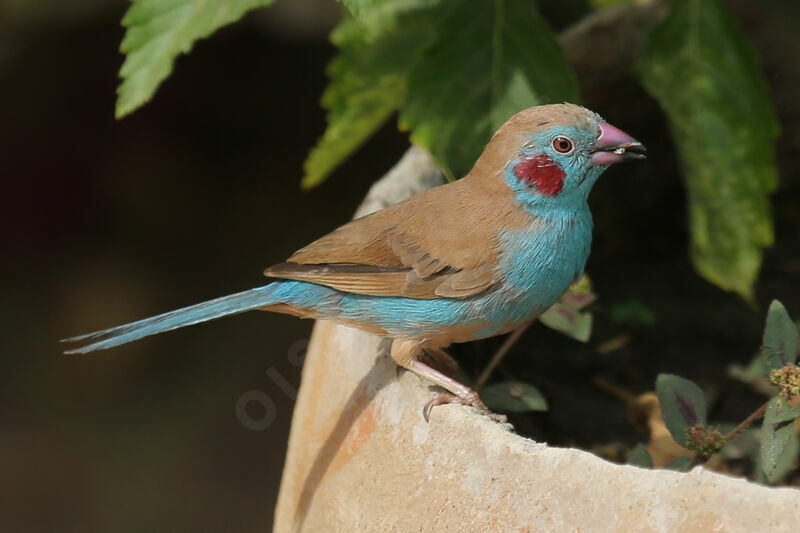 Red-cheeked Cordon-bleu