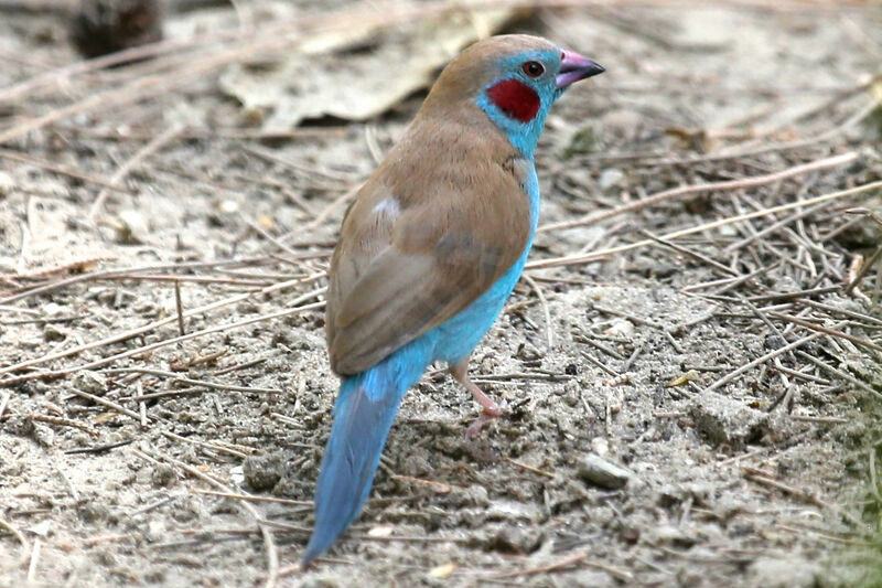 Cordonbleu à joues rouges