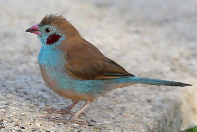 Cordonbleu à joues rouges