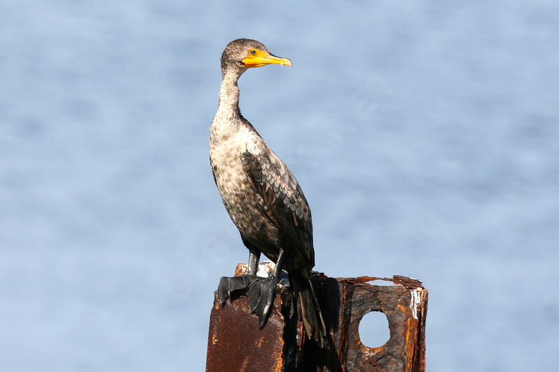 Cormoran à aigrettes