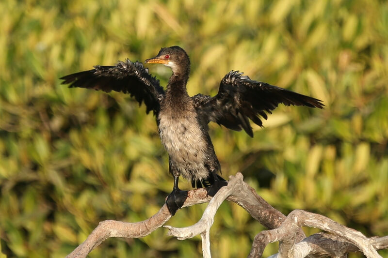 Reed Cormorant