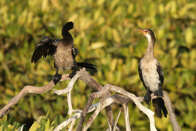 Reed Cormorant