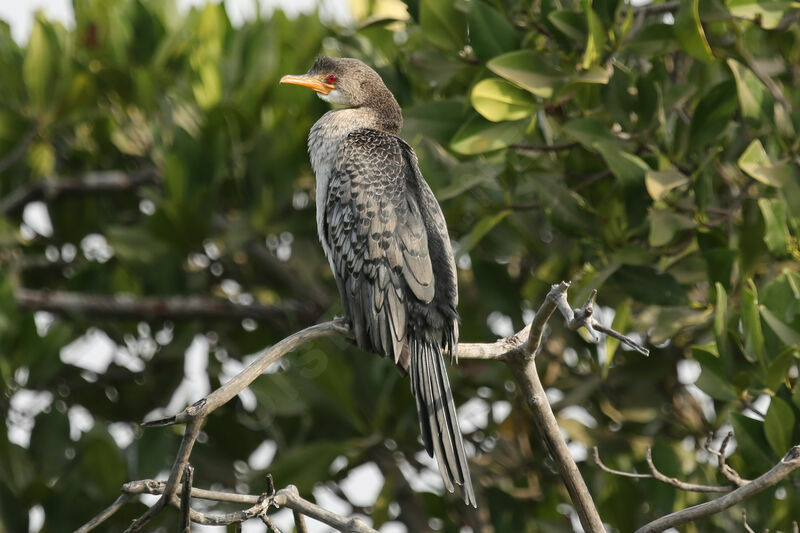 Cormoran africain