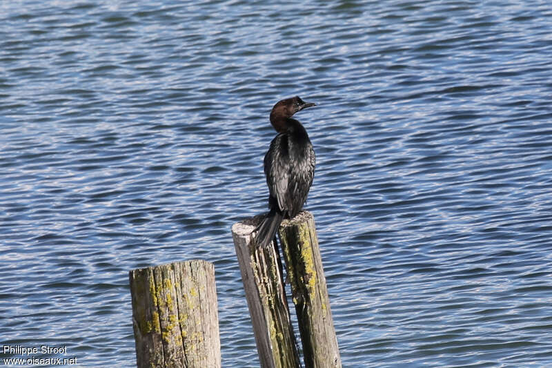 Cormoran pygméeadulte, habitat, pigmentation, Comportement