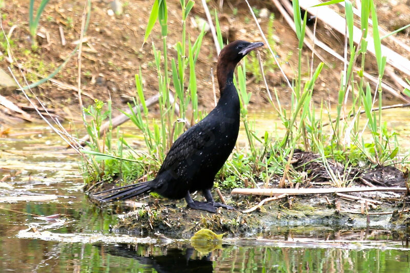 Pygmy Cormorant