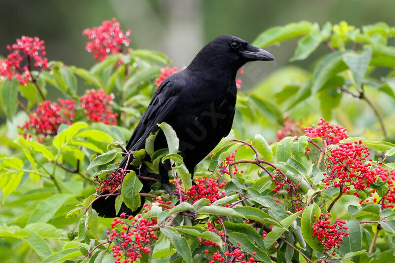 American Crow