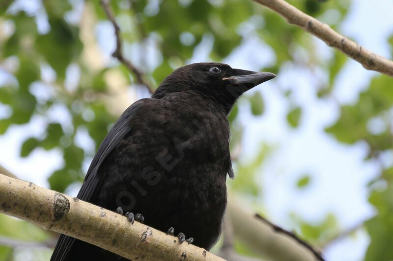 American Crow