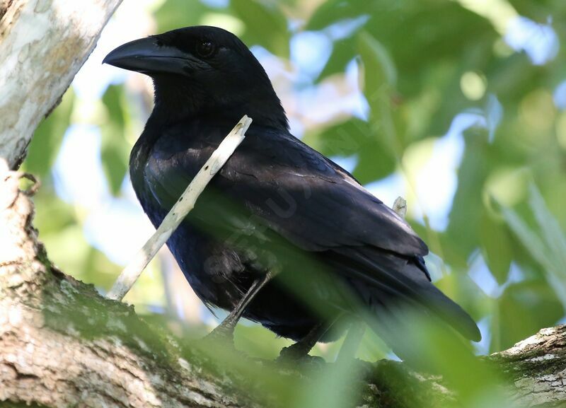 Cuban Crow