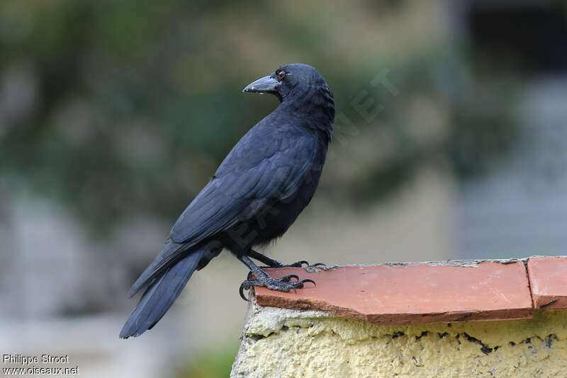 Corneille de Cubaadulte, identification