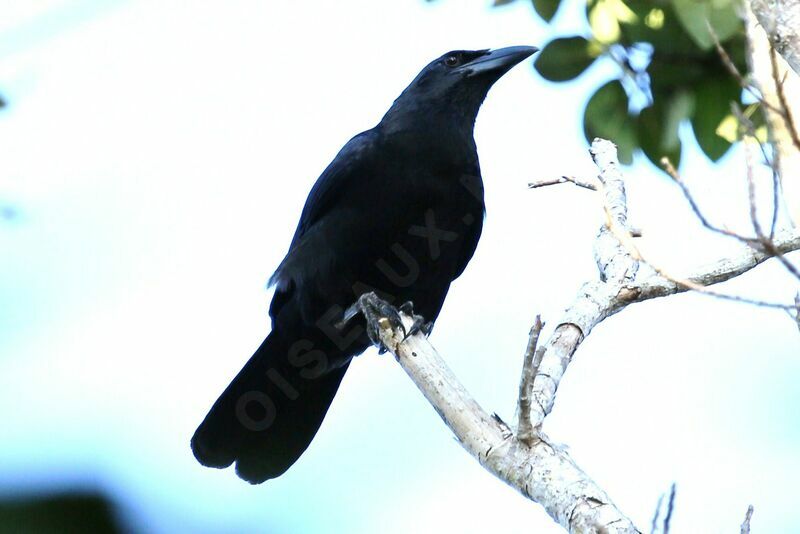 Cuban Crow