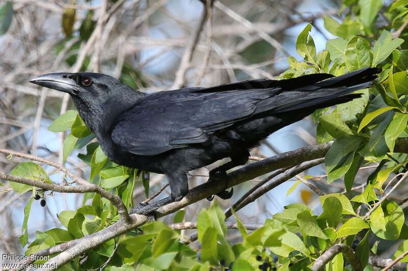 Corneille de Cubaadulte, identification