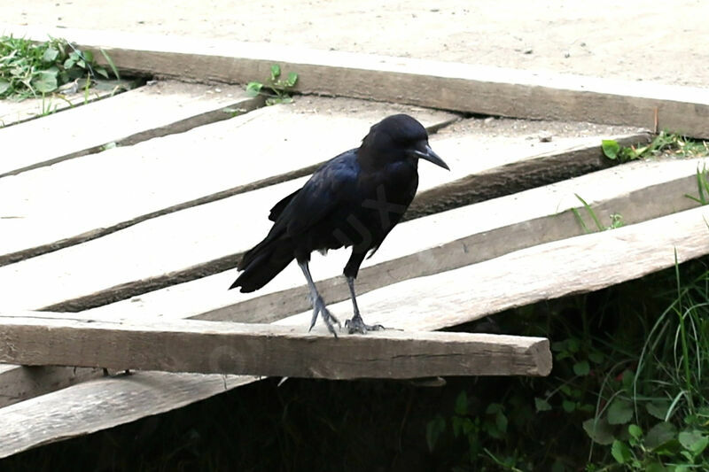 Cape Crow