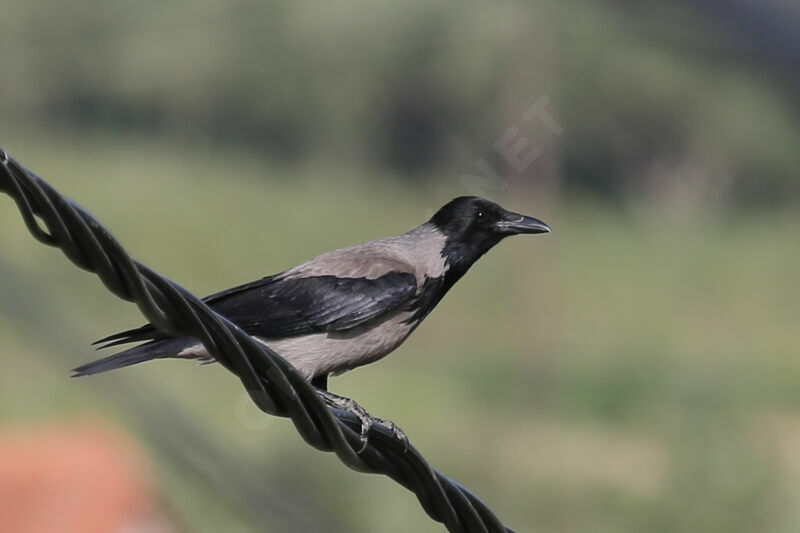 Hooded Crow