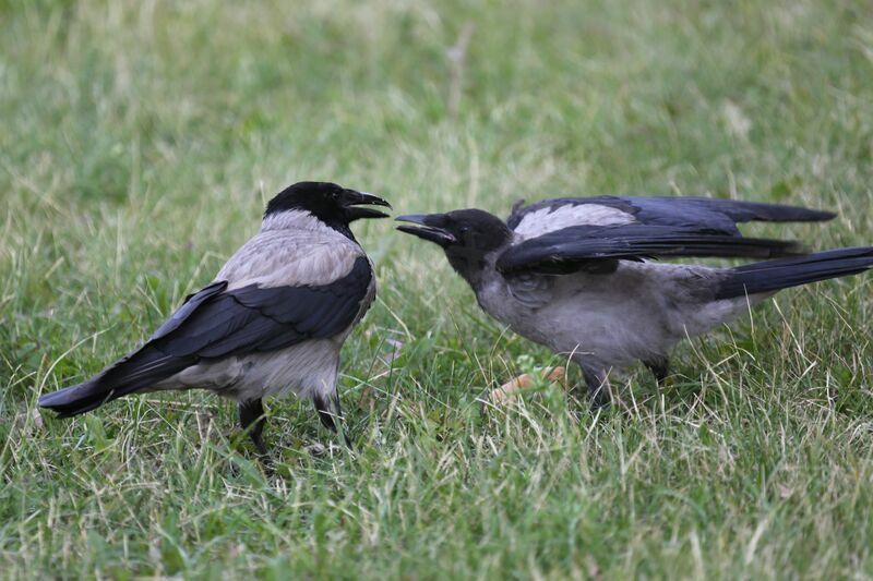 Hooded Crow