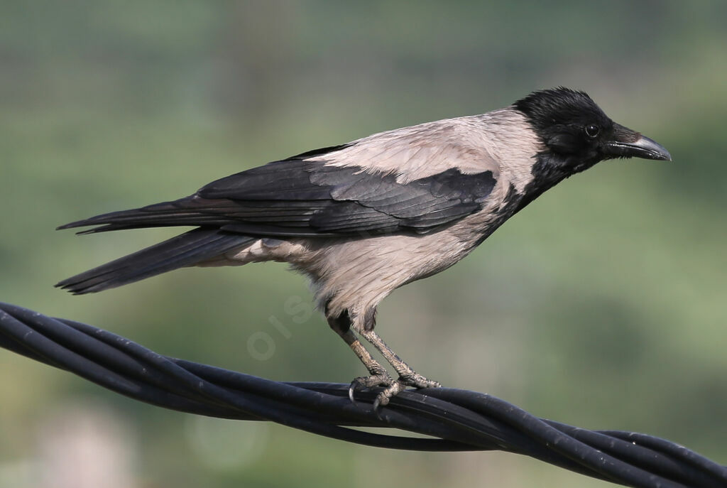 Hooded Crow