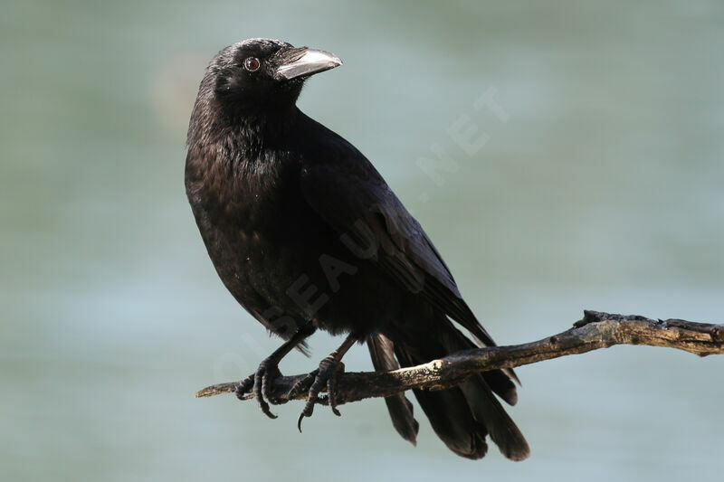 Carrion Crow