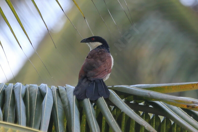 Coucal du Sénégal