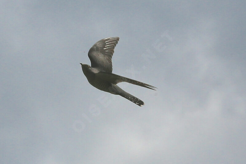 Common Cuckoo