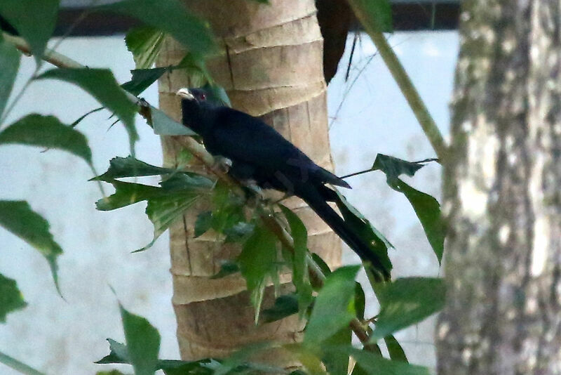 Asian Koel