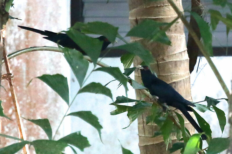 Asian Koel