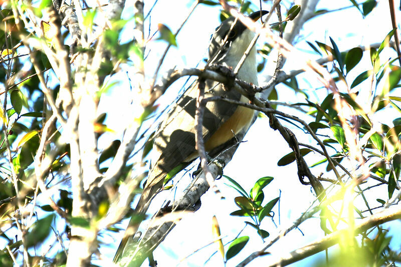 Mangrove Cuckoo