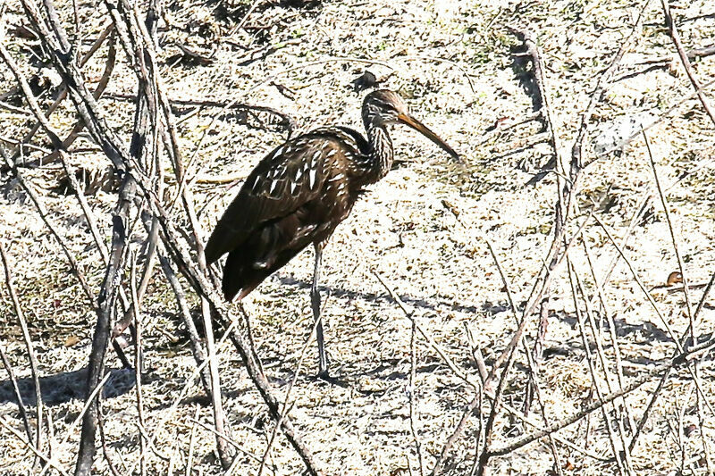 Limpkin