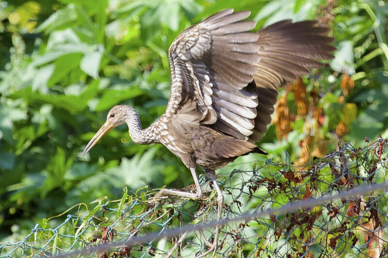 Limpkin