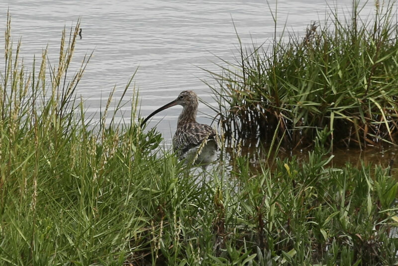 Eurasian Curlew