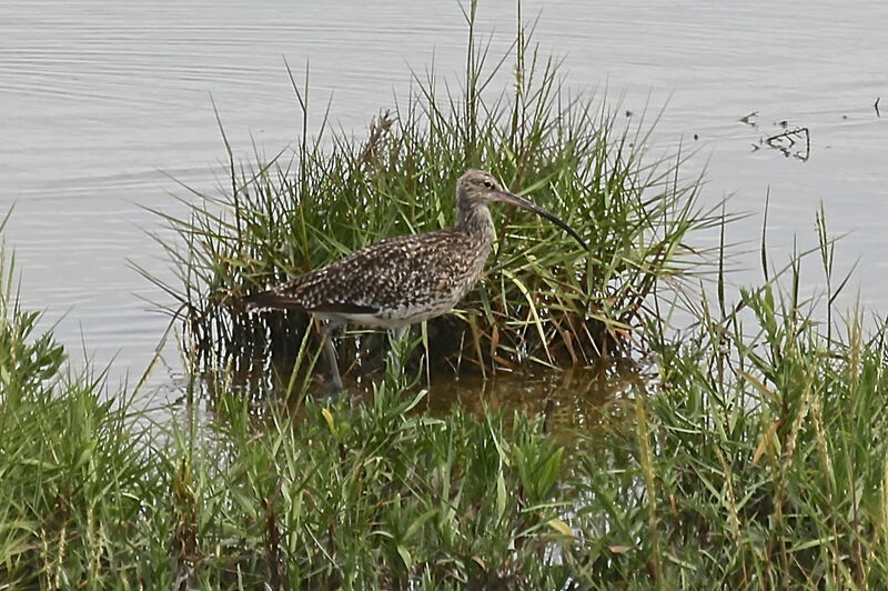 Eurasian Curlew