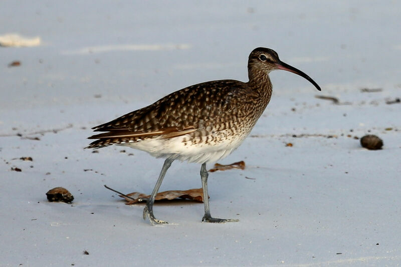 Eurasian Whimbrel