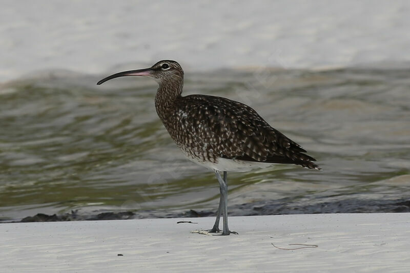 Eurasian Whimbrel