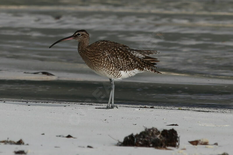 Eurasian Whimbrel