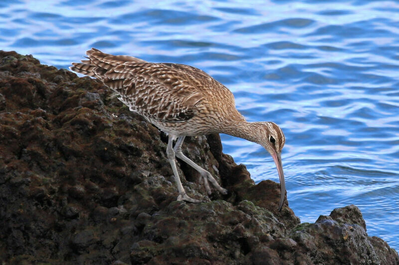 Eurasian Whimbrel