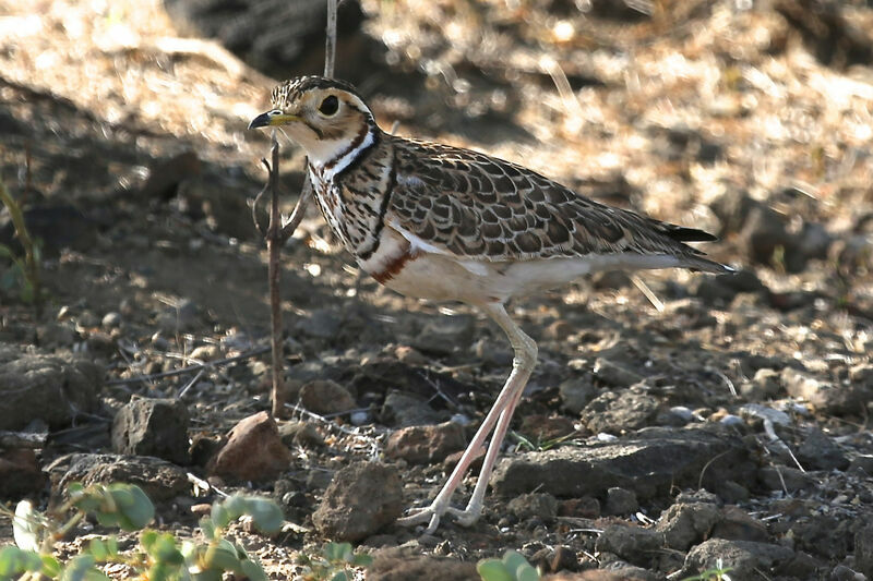 Three-banded Courser