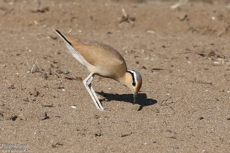 Courvite isabelleadulte nuptial, pêche/chasse, Comportement