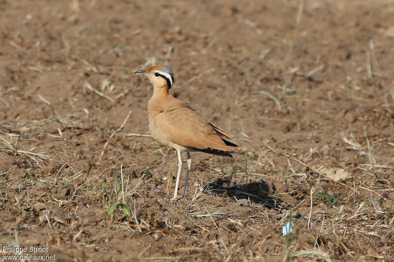 Cream-colored Courseradult, pigmentation