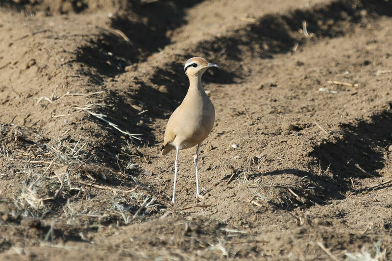 Cream-colored Courser