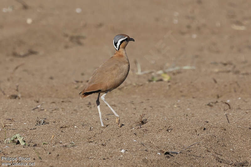 Cream-colored Courseradult breeding, pigmentation, Behaviour