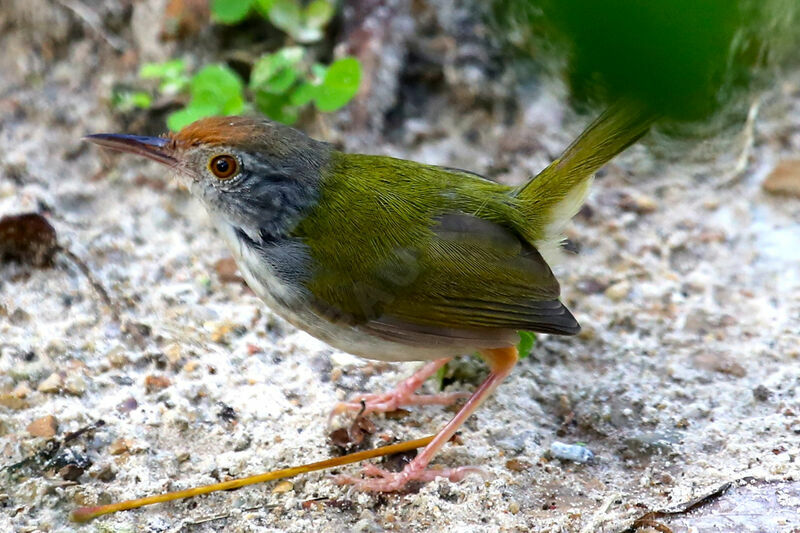 Common Tailorbird