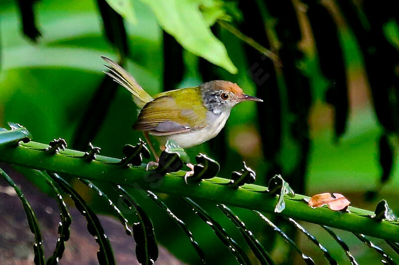 Common Tailorbird