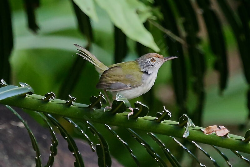 Common Tailorbird