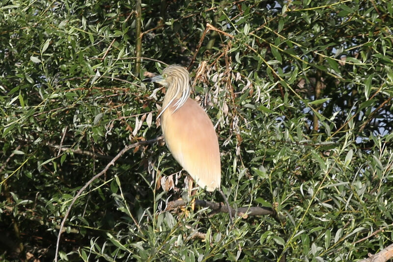 Squacco Heron