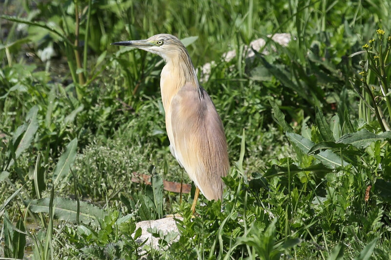 Crabier chevelu