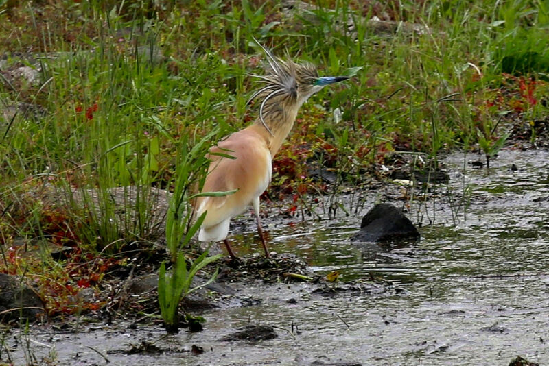 Squacco Heron