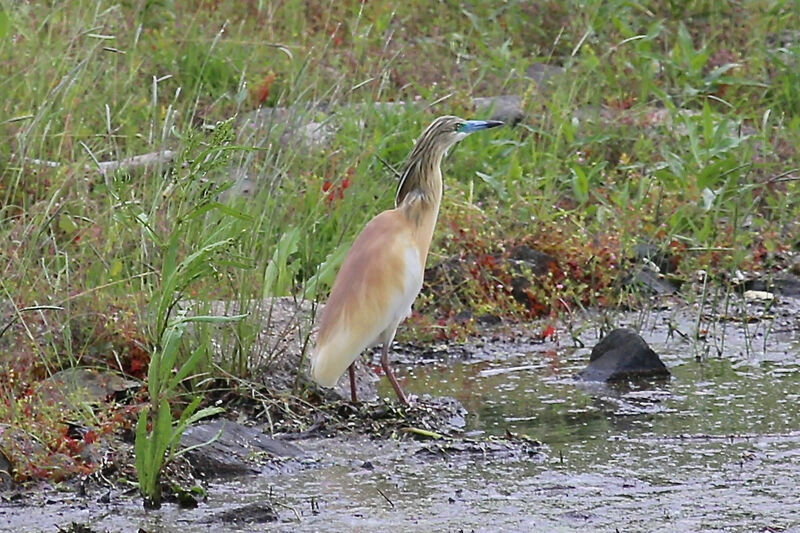 Crabier chevelu