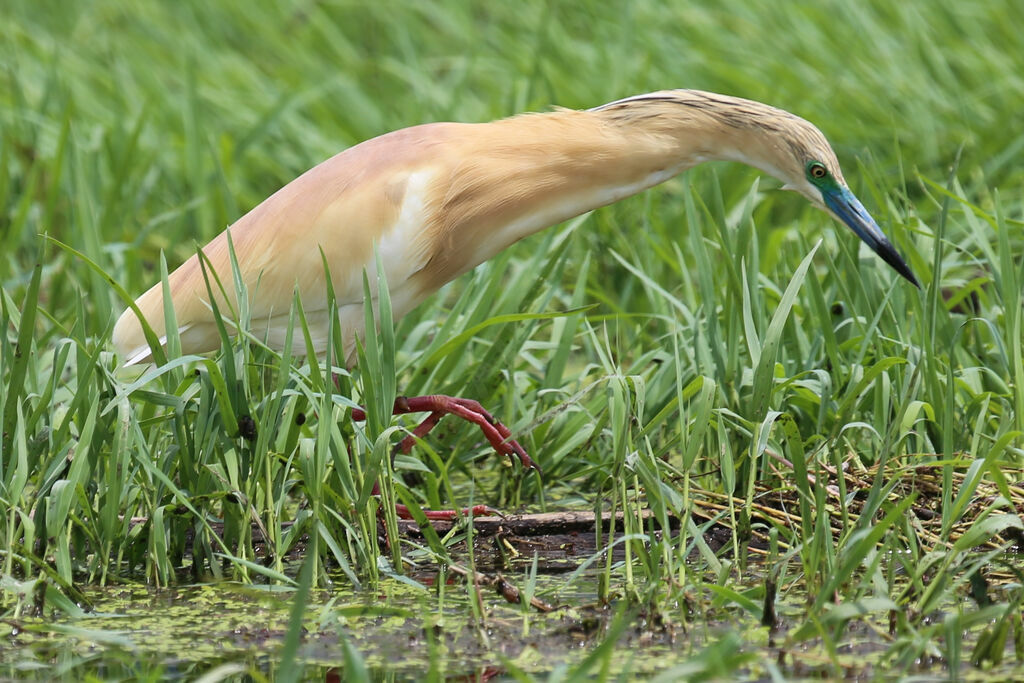Squacco Heron