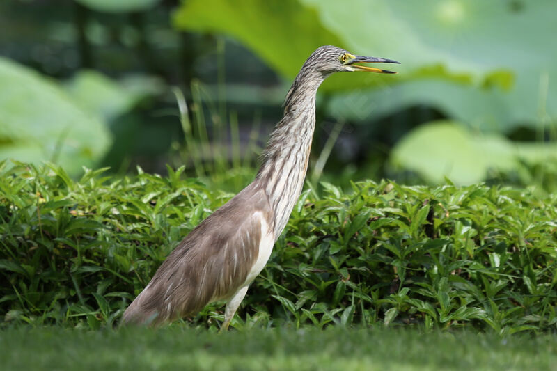 Chinese Pond Heron