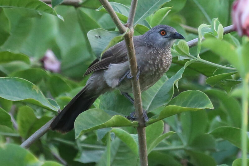 Brown Babbler