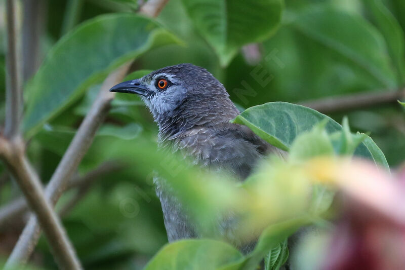 Brown Babbler