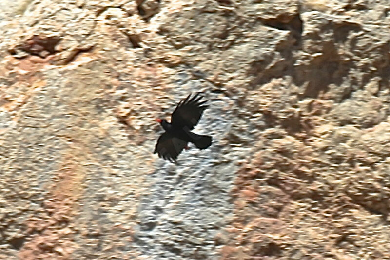 Red-billed Chough